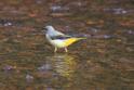 IMG_8578 Grey Wagtail.JPG